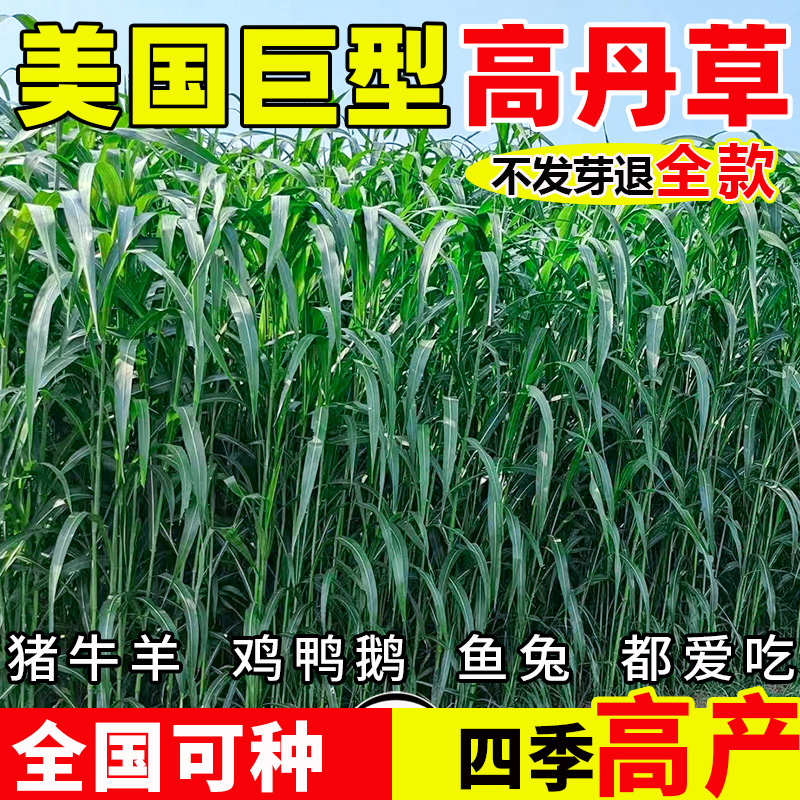 进口高丹王草种籽四季高产可青储饲料喂猪牛羊鸡兔养殖鱼草牧草
