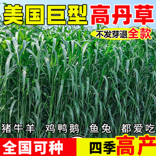 进口高丹王草种籽四季高产可青储饲料喂猪牛羊鸡兔养殖鱼草牧草