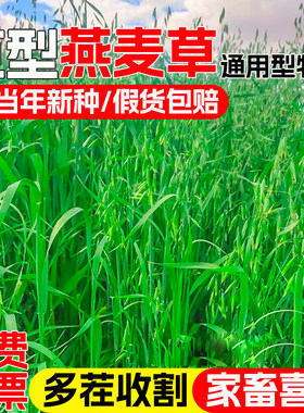 饲用燕麦种子高产牲畜四季牧草籽养殖草种耐寒牛羊鸡鸭鹅猪草种养