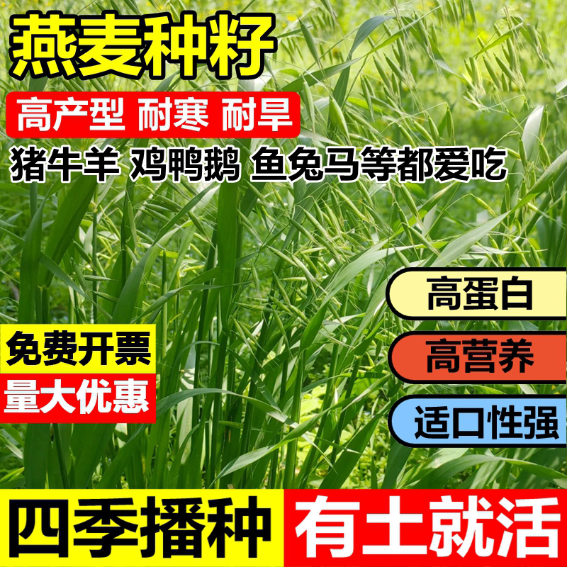 饲用燕麦草种子养殖牧草耐寒种籽四季养殖牧草喂牛羊鸡鸭鹅猪草籽