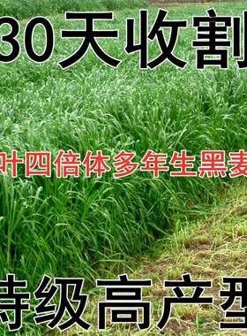 黑麦草种籽批发宽叶养牛草