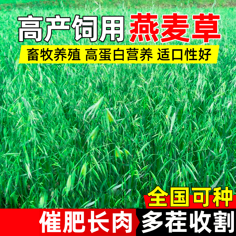 燕麦种子燕麦牧草种籽适简单易种高营养春秋季种植多次收牧草草籽