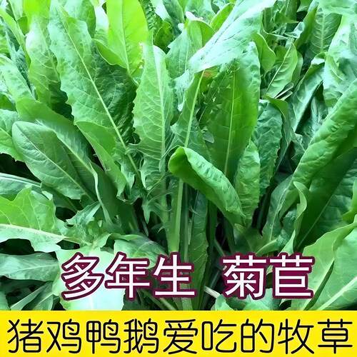 耐寒菊苣种子四季播多年生