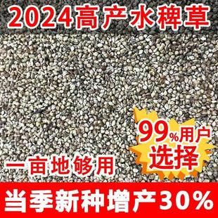 小米草种子 水稗草籽 小米草籽家畜喜食牧草种子水草鱼草种子