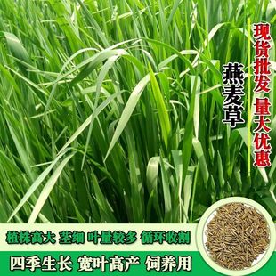 饲用燕麦种子养殖超高产四季牧草种子耐寒种籽草籽绿肥牛羊草种籽