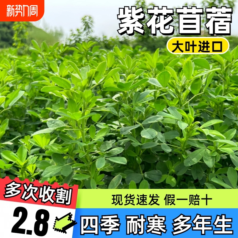 进口大叶紫花苜蓿草种籽多年生牧草种子四季养殖鸡鸭鹅牛羊鱼草籽