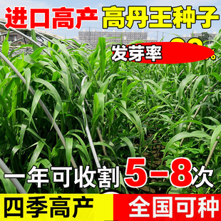 进口高丹草种子美国高丹王牧草种子四季养殖牛羊猪鸡鸭鹅喂鱼草籽