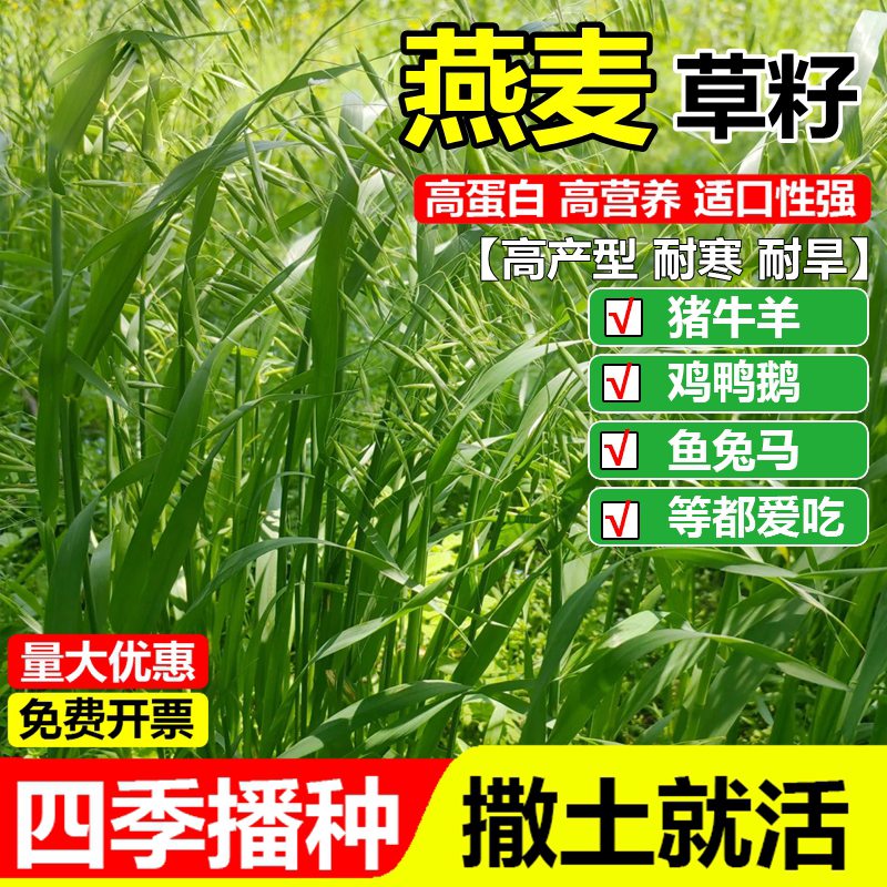 燕麦种子新采燕麦饲用草牧草易活耐寒抗旱饲料草籽高营养四季牧草