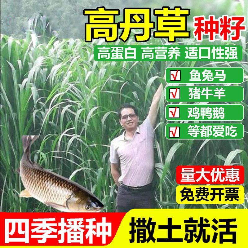 进口高丹草种子美国高丹王牧草种子四季养殖牛羊猪鸡鸭鹅喂鱼草籽,鲜花速递/花卉仿真/绿植园艺,家庭园艺种子,淘宝优惠券,粉丝福利购,淘宝优惠卷