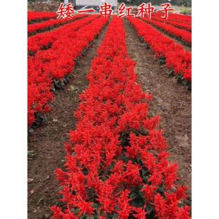 矮杆一串红花种子串串红花籽四季种易活开花室内外盆栽苗庭院花籽