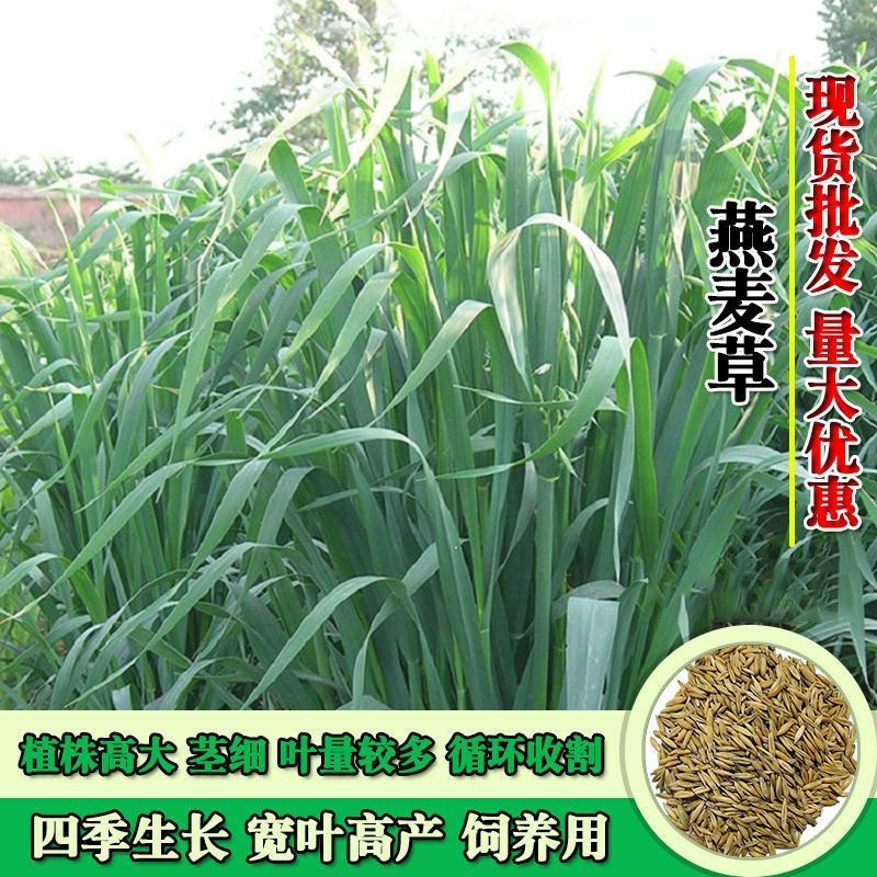 饲用燕麦草种子养殖牧草耐寒种籽四季养殖牧草喂牛羊鸡鸭鹅猪草籽