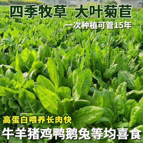 菊苣种子耐寒兔鱼草籽高产喂养