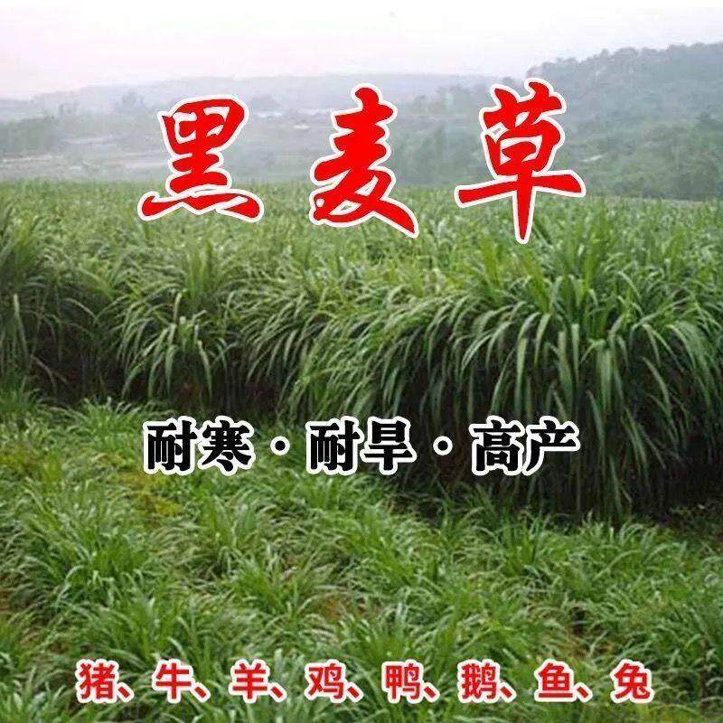 进口黑麦草小颗粒种子四季耐寒高产型牧草籽猪牛羊鸡鸭鹅兔鱼包邮