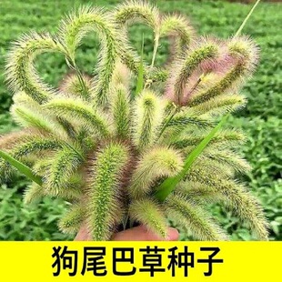 狗尾草种子牧草饲料绿化护坡耐旱耐热牧草观赏型植物常见杂草草籽
