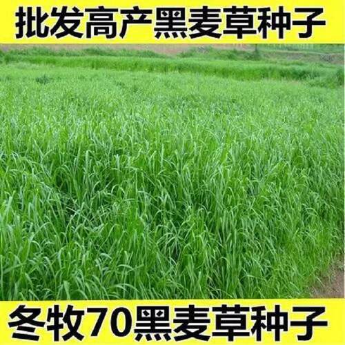 国产黑麦草种籽高产耐寒牧草种