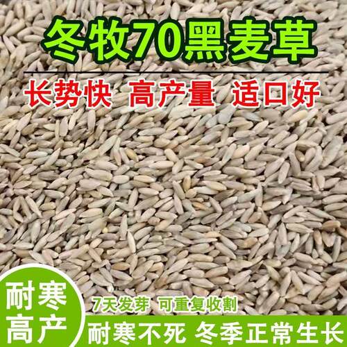 冬牧70黑麦草种子四季常青