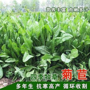 进口大叶将军菊苣草种子多年生四季高产耐寒鸡鸭鹅牛羊兔鱼种子