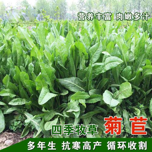 进口菊苣草种子多年生四季