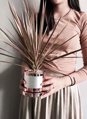 【Alice's花界】千年木年宵花ins北欧风网红绿植盆栽金属冷色系盆