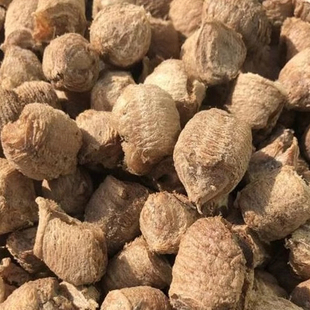 桑螵蛸纯野生中药材桑螵 新货蛸螳螂籽刀螂子刀螂壳子