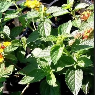 特纳草透纳草茶那打米阿那叶Turneradif达米阿那达打大米阿那叶茶