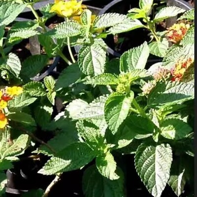 特纳草透纳草茶那打米阿那叶Turneradif达米阿那达打大米阿那叶茶