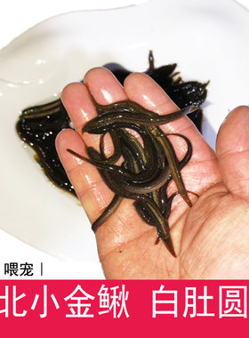 东北白肚圆鳅筏泥鳅活性泥鳅