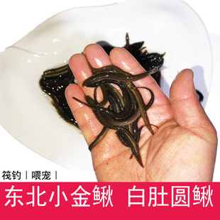 东北泥鳅小泥鳅黑泥鳅圆鳅苗活体白肚泥鳅泥鳅苗筏钓龙鱼饲料