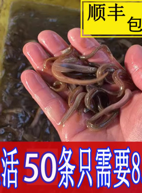 活体小泥鳅苗寸养殖鱼苗顺丰包邮