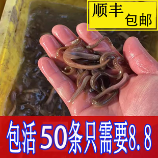 台湾小泥鳅钓鱼苗本地青鳅鲜活筏钓鱼养殖淡水宠物饲料顺丰包邮