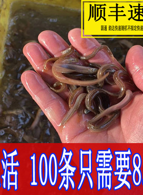 台湾泥鳅苗新鲜幼苗小泥鳅本地活体圆鳅苗活筏钓体青鳅养殖苗顺丰