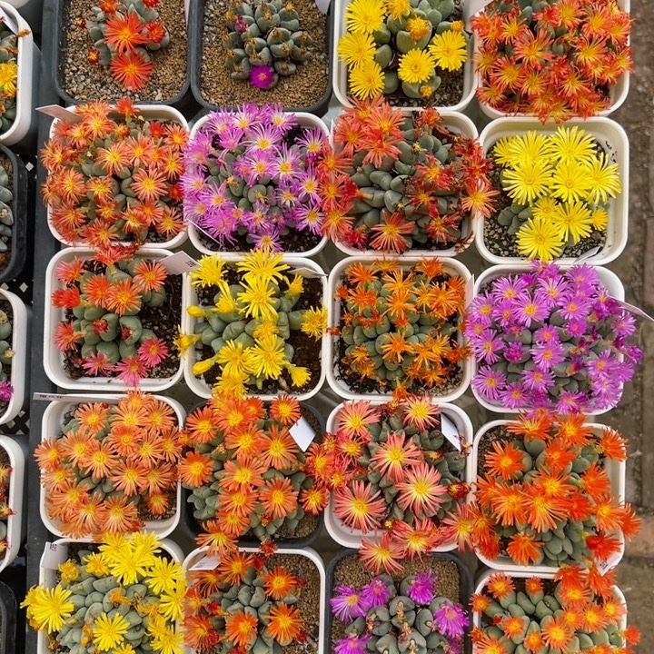 清棚多肉植物肉锥少将10头