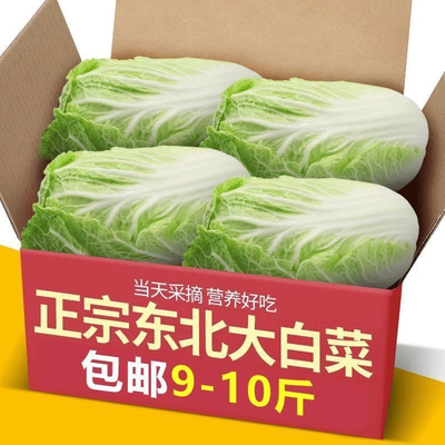 内蒙古新鲜大白菜1-9斤包邮当季农家自种现摘包心菜奶白菜抱头白