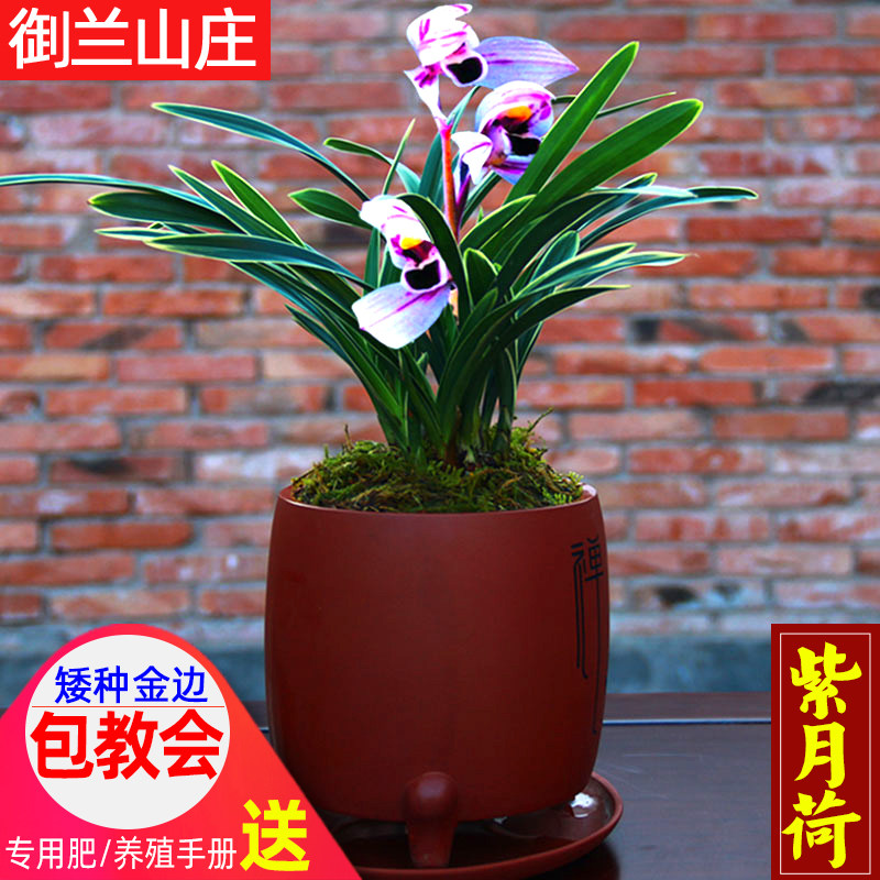 金边兰花苗【紫月荷 】矮种花卉盆栽绿植 室内浓香兰草阳台植物