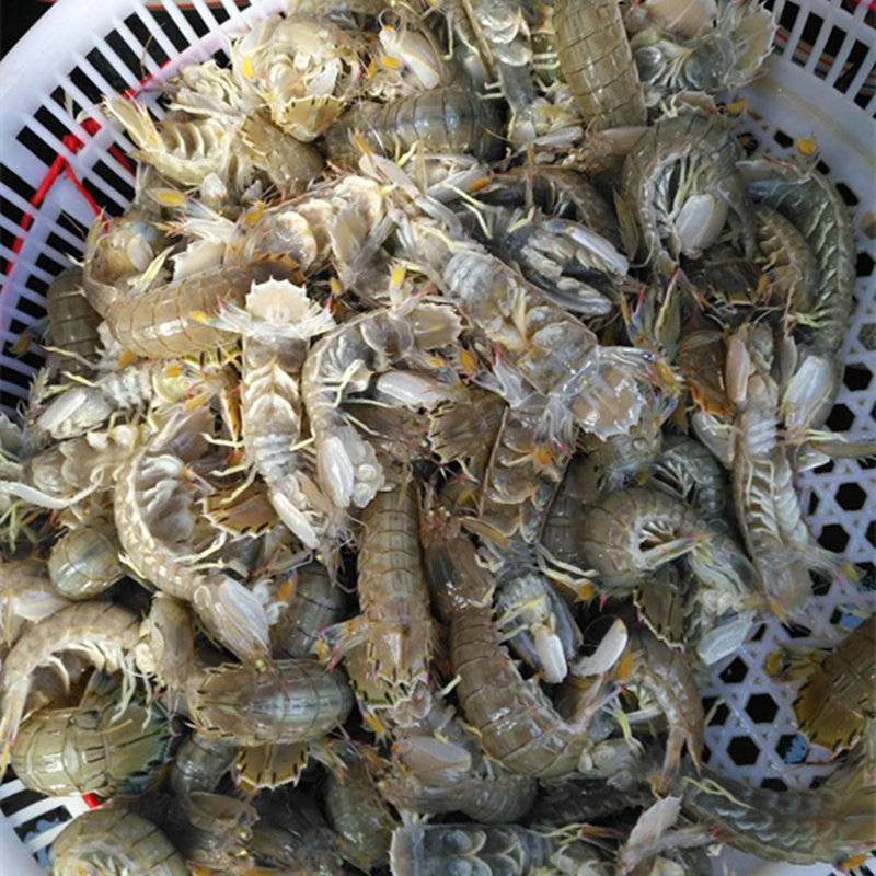 兰州老李海鲜 鲜活皮皮虾