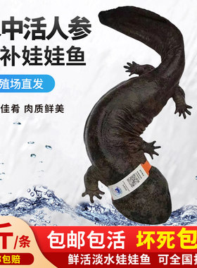【5斤一条】娃娃鱼鲜活食用养殖大鲵活体生鲜水产包邮包活到