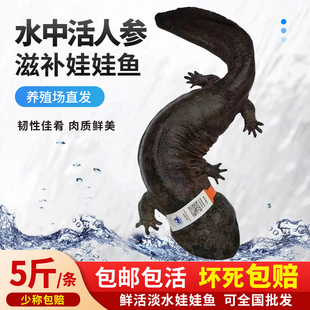 【5斤一条】娃娃鱼鲜活食用养殖大鲵活体生鲜水产包邮包活到