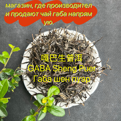 云南嘎巴生普洱 GABA Sheng Puer Габа шен пуэр