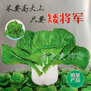矮脚黄菜籽奶白菜种子矮将军头大束腰梗色嫩白阳台盆栽秋冬季 蔬菜