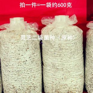 灵芝赤芝紫芝黑芝云芝菌种二级菌种原种三级菌种栽培种食用菌菌种