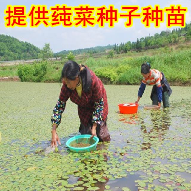 买2送1水生植物莼菜苗莼菜种苗莼菜种子苗木根茎马蹄菜水生菜种子