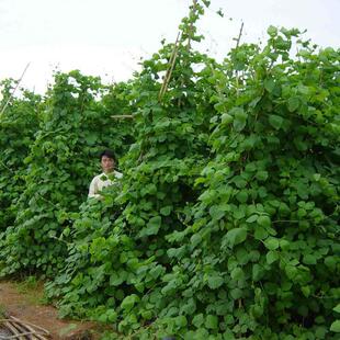 润高拉巴豆牧草种子 固氮 抗旱 耐贫瘠 防杂草 高值改土 绿肥