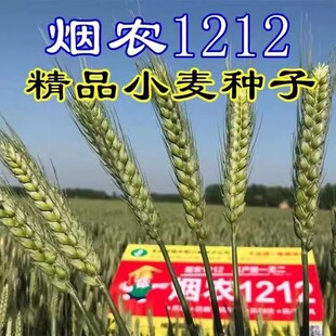 烟农1212小麦原种大穗国审高产矮杆抗病抗倒抗冻小麦种子烟农19