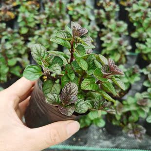 浆果奶油薄荷苗食用香草盆栽泡茶冷饮配料装饰清新口感巧克力糖果