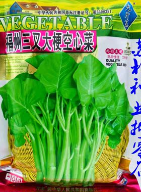 福州三叉大梗空心菜种子国产稳产种籽耐湿耐热抗病叶大口感好种孑