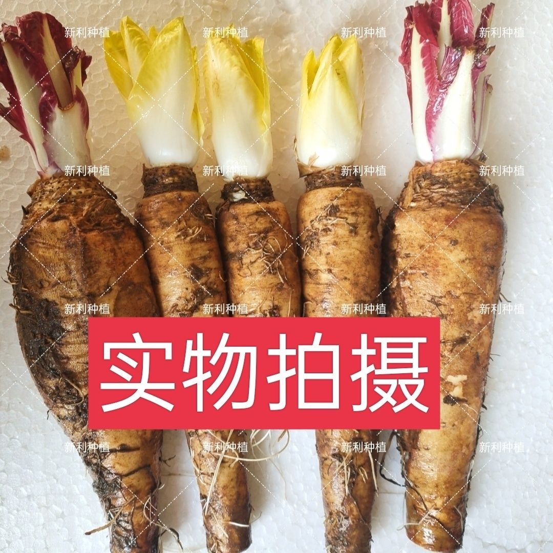 玉兰菜蔬菜根软化芽球菊苣根金玉兰菜根紫色黄色菊苣根基地直供