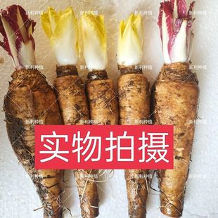 玉兰菜蔬菜根软化芽球菊苣根金玉兰菜根紫色黄色菊苣根基地直供