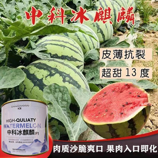 冰麒麟西瓜种子耐裂超甜高产沙脆爽口易坐果早熟西瓜种籽