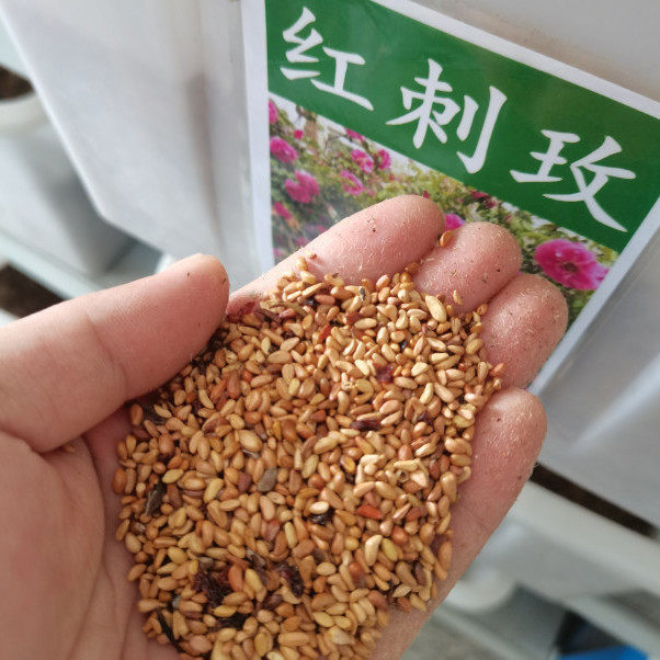 耐寒蔷薇种子日本无刺蔷薇嫁接玫瑰藤本大花月季红刺玫黄刺玫花种