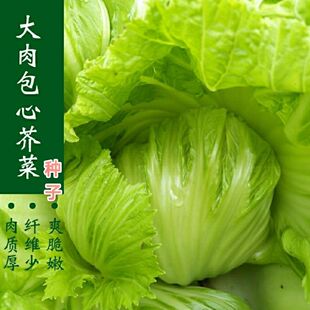 包心甜芥菜种子春秋季大肉卷心介菜种孑腌制酸菜泡菜四季蔬菜种籽